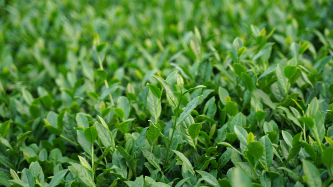 新鲜茶茶树集合