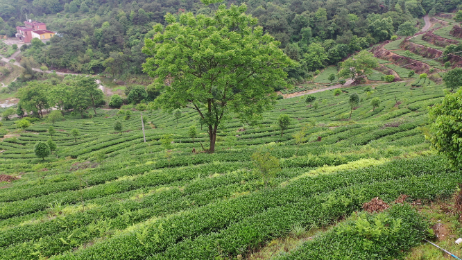 航拍茶园