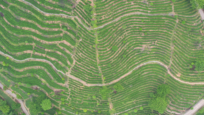 航拍茶树梯田风景