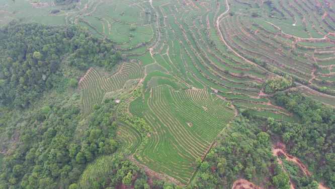 航拍茶树梯田风景