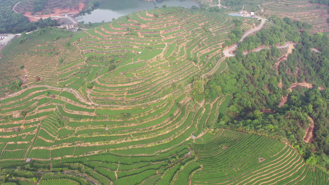 航拍茶树梯田风景