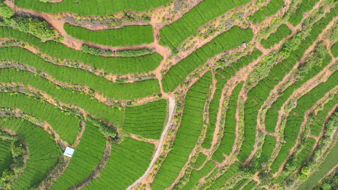 航拍茶树梯田风景