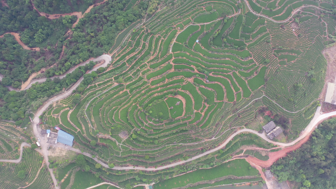 航拍茶树梯田风景