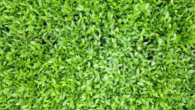航拍茶树