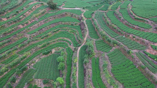 航拍茶树梯田风景