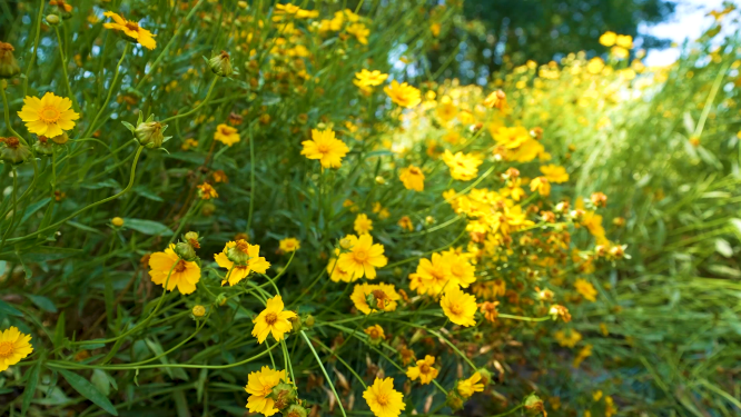 河南三门峡花园美丽小黄花朵特写