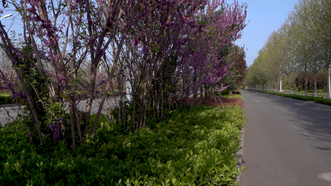 城市林木道路植物