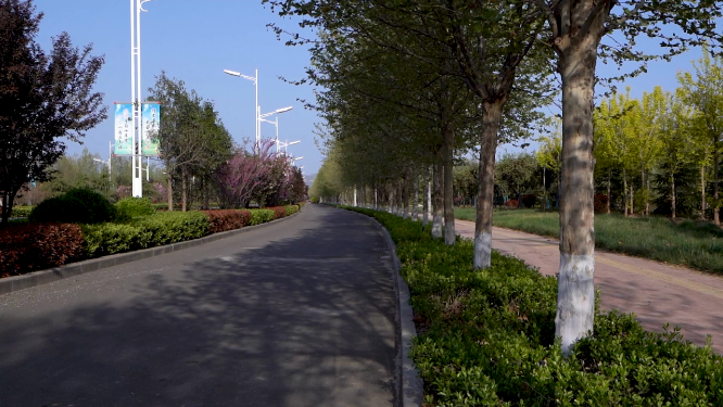 城市林木道路植物