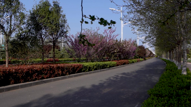 城市林木道路植物