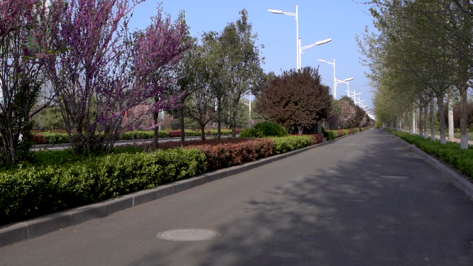 城市林木道路植物