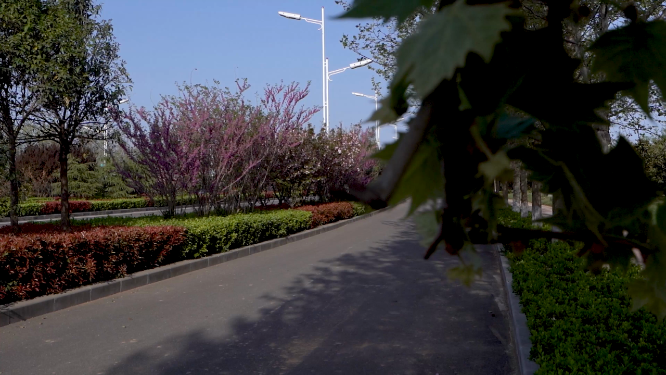 城市林木道路植物