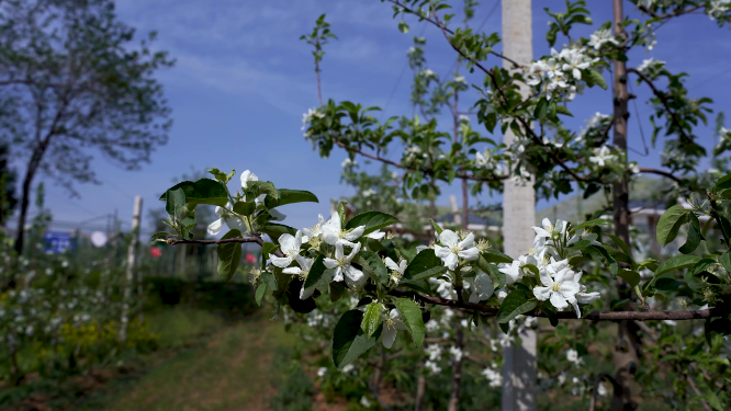 苹果花细节特写拍摄