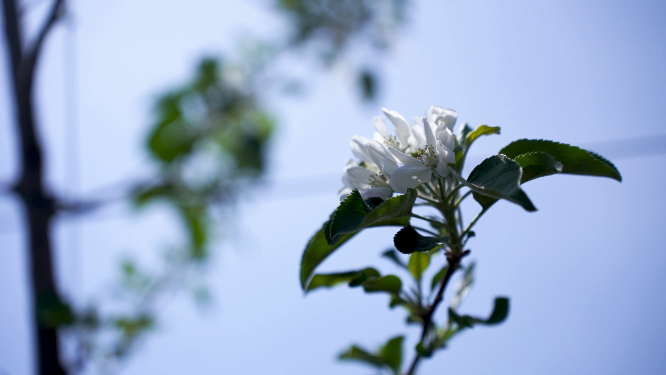 苹果花细节特写拍摄