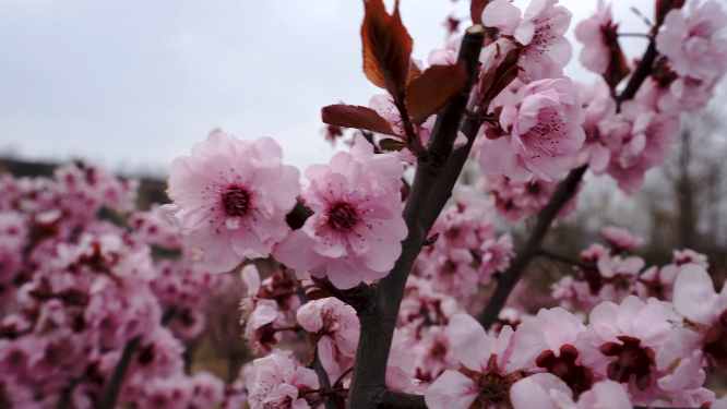 春日花卉展：粉色小花