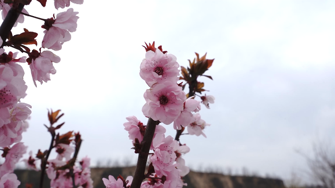 春日花卉展：粉色小花