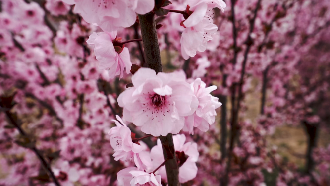 春之花卉展：桃花 （粉红小花）