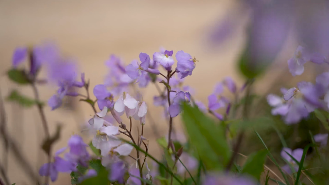 春日花卉展 姹紫嫣红惹人爱 【花朵素材特写 各种角度】