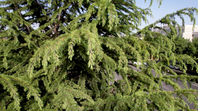 绿色树叶植物的拍摄