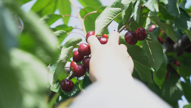 新鲜樱桃挂在树枝上