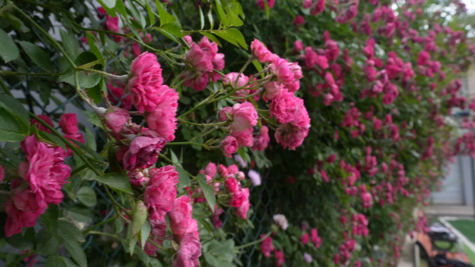挂在枝头的粉色花朵