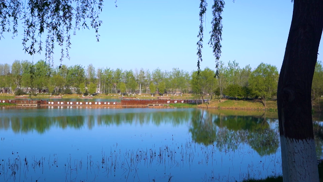 河南三门峡黄河生态廊道风景拍摄