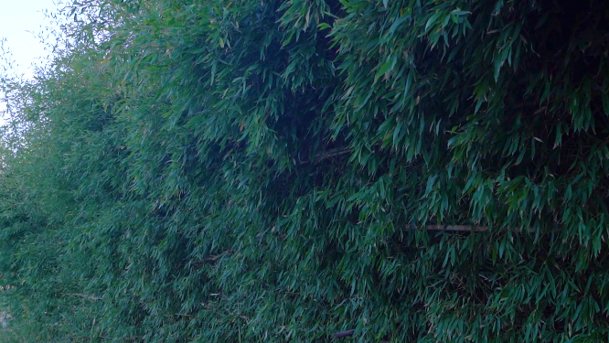 植物叶子的近景拍摄