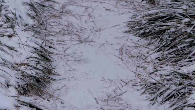 冬天雪景里的脚部近景拍摄
