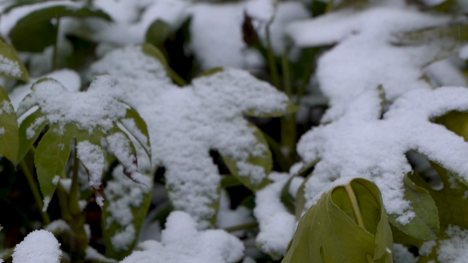 冬天雪景里的植物小草