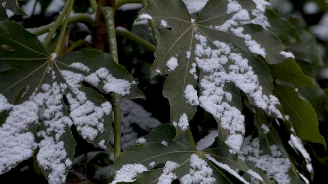 冬天雪景里的植物小草