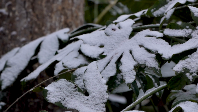 冬天雪景里的植物小草