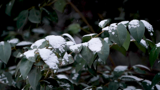 冬天雪景里的植物小草