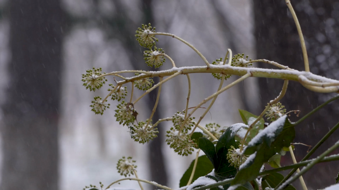 冬天雪景里的植物小草
