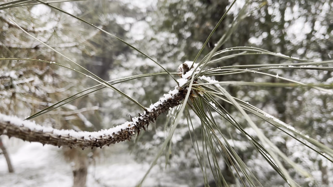 冬天雪景里的植物小草