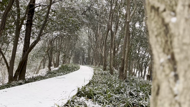 冬天雪景里的植物小草