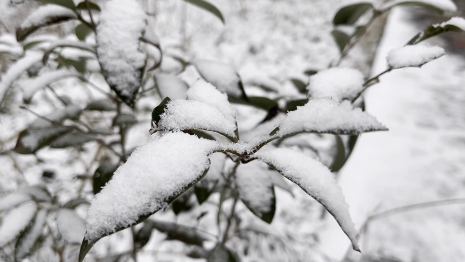 冬天雪景里的植物小草