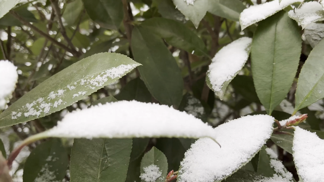 冬天雪景里的植物小草