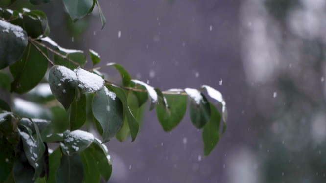 冬天雪景里的植物小草