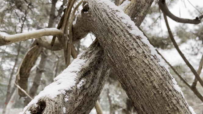 冬天雪景里的植物小草