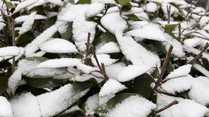 冬天雪景里的植物小草