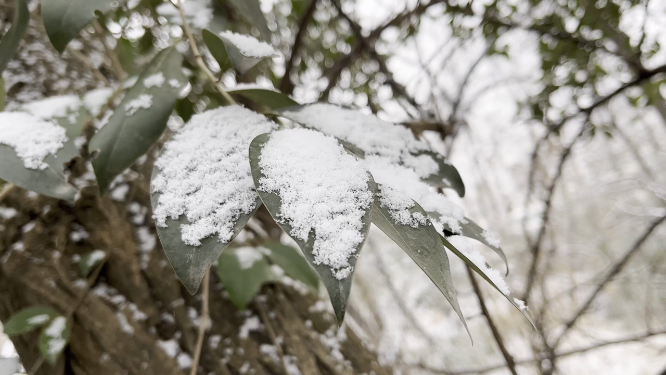 冬天雪景里的植物小草
