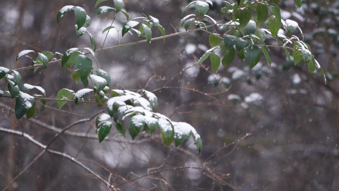 冬天雪景里的植物小草