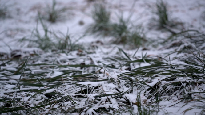 冬天雪景里的植物小草