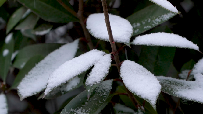 冬天雪景里的植物小草