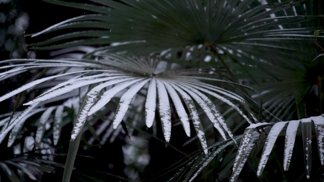 冬天雪景里的植物小草