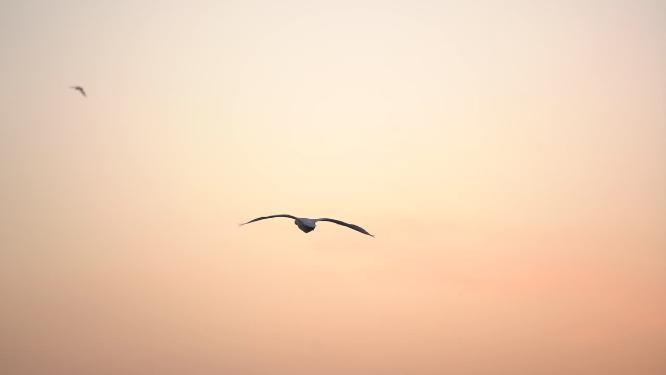 日出天鹅飞翔群鸟