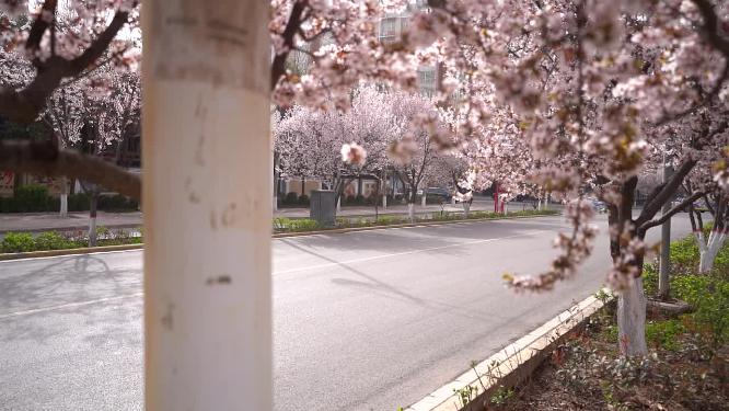 三月花季李花