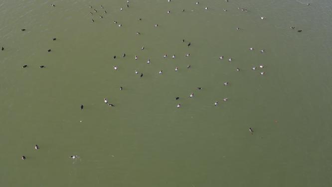 野鸭子航拍