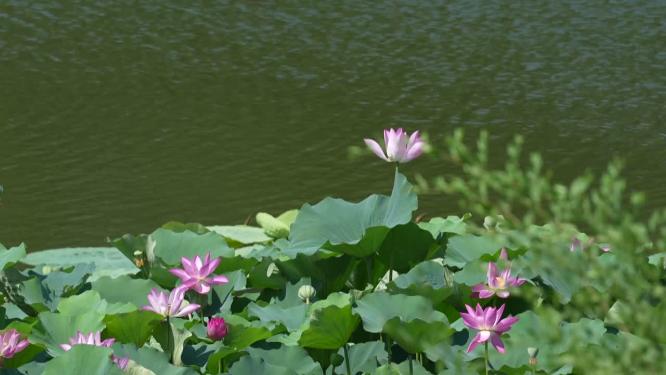 公园城市 绿色城市 绿色公园