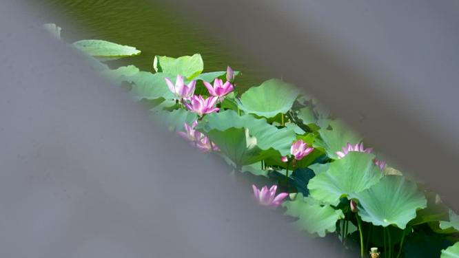 公园城市 绿色城市 绿色公园