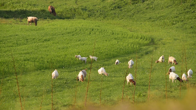 家畜羊山羊吃草动物素材